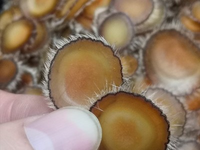 全腊片鹿茸片东北特产吉林鹿茸全腊片2克泡酒泡水煲汤送礼图5