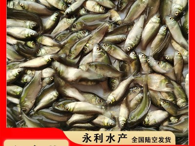 3-4公分优质淡水鲫鱼苗 中科三号 五号工程鲫苗 异育银鲫鱼图2