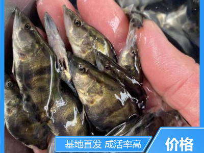 鳜鱼成品鱼 渔场适用 鲜活优质水产 基地直发 就选永盛合图3