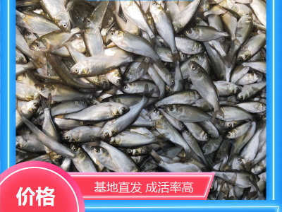 鳜鱼成品鱼 渔场适用 鲜活优质水产 基地直发 就选永盛合图2