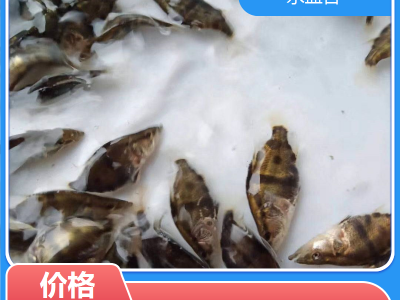 鳜鱼成品鱼 渔场适用 鲜活优质水产 基地直发 就选永盛合图5