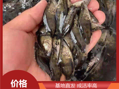 鳜鱼成品鱼 渔场适用 鲜活优质水产 基地直发 就选永盛合图4