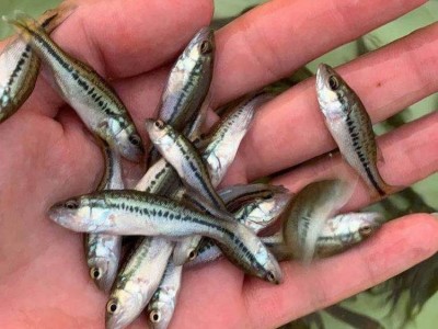 加州鲈鱼苗 鲜活大口黑鲈鱼 渔场直供 售后技术指导图5