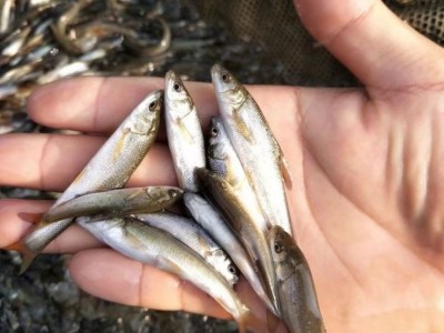 淡水银鳕鱼苗 杂食性鱼类 水库养殖鱼苗生长快图1