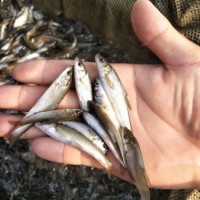 淡水银鳕鱼苗 杂食性鱼类 水库养殖鱼苗生长快