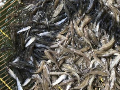 淡水银鳕鱼苗 杂食性鱼类 水库养殖鱼苗生长快图4