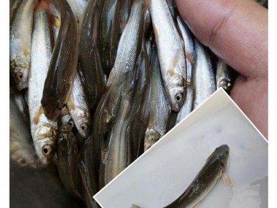 淡水银鳕鱼苗 杂食性鱼类 水库养殖鱼苗生长快图3