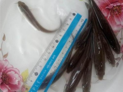 淡水银鳕鱼苗 杂食性鱼类 水库养殖鱼苗生长快图5