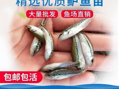 加州鲈鱼苗批发 养殖池塘要求不高 营养高 易成活图2