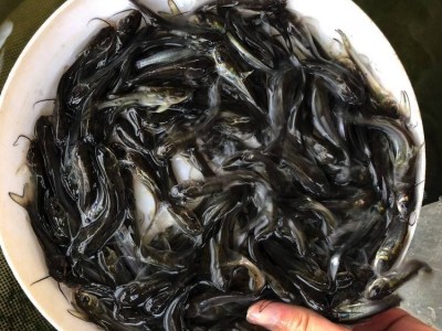 广东批发叉尾鱼苗高产量无病害 云南鮰鱼苗图1
