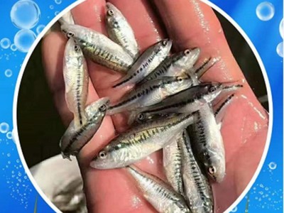 淡水加州鲈鱼苗 反季节苗 3-4厘米优鲈1号鱼苗 宏利发图5