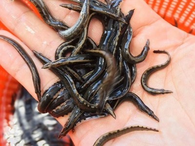 刺鳅鱼苗 易成活3-8公分泥鳅鱼苗 抗病害淡水钢鳅苗刀鳅供应图4