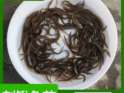 刺鳅鱼苗 易成活3-8公分泥鳅鱼苗 抗病害淡水钢鳅苗刀鳅供应图1