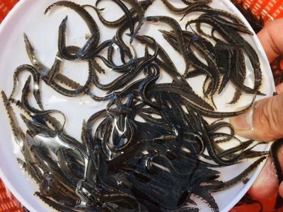 刺鳅鱼苗 易成活3-8公分泥鳅鱼苗 抗病害淡水钢鳅苗刀鳅供应图5
