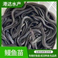 淡水鳗鱼苗 易成活白鳝鱼苗 港达水产人工养殖河鳗花鳗鱼白鳗苗