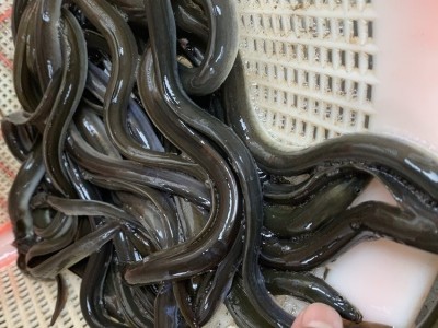 淡水鳗鱼苗 易成活白鳝鱼苗 港达水产人工养殖河鳗花鳗鱼白鳗苗图2