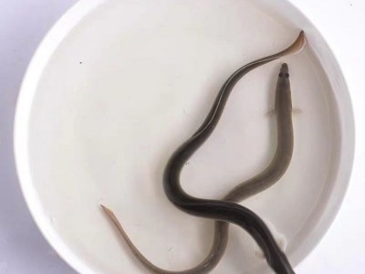 淡水鳗鱼苗 易成活白鳝鱼苗 港达水产人工养殖河鳗花鳗鱼白鳗苗图4