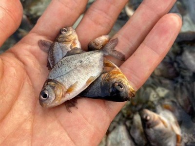 淡水白鲳鱼苗 易养殖高成活红鲳银鲳鱼 短盖巨脂鲤鱼养殖场供应图2