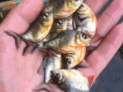 淡水白鲳鱼苗 易养殖高成活红鲳银鲳鱼 短盖巨脂鲤鱼养殖场供应图3
