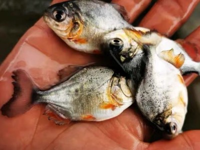 淡水白鲳鱼苗 易养殖高成活红鲳银鲳鱼 短盖巨脂鲤鱼养殖场供应图4