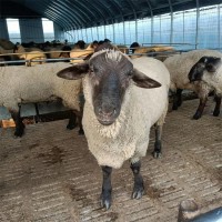 成年育肥萨福克羊种公羊 杂交散养肉羊 提供养殖技术指导