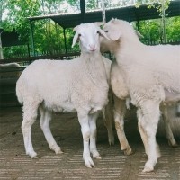 养殖育肥澳洲白绵羊 成年改良种公羊 四肢健壮 鑫合盛