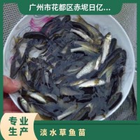 淡水草鱼苗养殖基地 成活率99% 统货 恒温箱+双层氧气袋