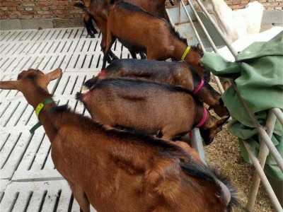 脱温散养红鹿奶山羊幼崽 养殖小羊羔 性格温顺图2