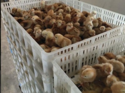 农家散养柴鸡苗 脱温孵化柴鸡幼苗基地 饲养简单图5