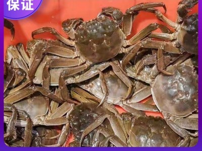 阳澄湖大闸蟹 母3两公4两*5对 储藏冷冻 鲜活直达 荷泉蟹庄图3