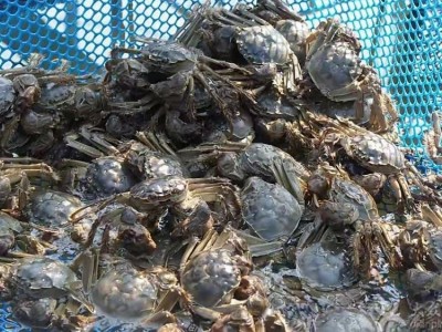 淡水产品 特大 精品阳澄湖大闸蟹 全国空运包邮 母3两公4两*5对图3
