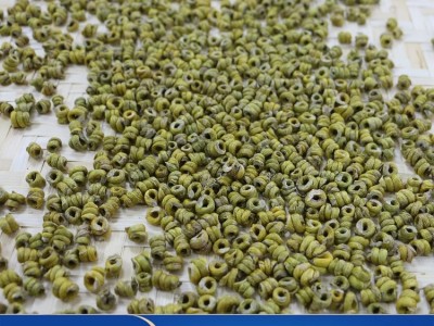 石斛厂家 五年种植霍 山米斛 散装铁皮枫斗鲜条自产自销 欢迎选购图5