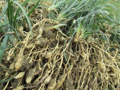 馨航中药材麦冬种植基地 干麦冬批发 厂家现货图5