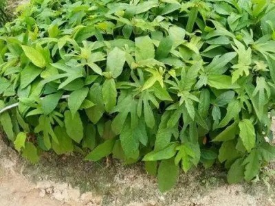 五指毛桃苗杯苗出售 各种规格芽苗销售 易成活 紫丰果苗图3