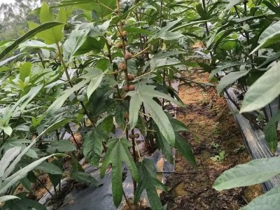 五指毛桃苗杯苗出售 各种规格芽苗销售 易成活 紫丰果苗图4