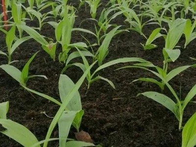 白芨苗 种苗批发厂家 优质 大量供应图2