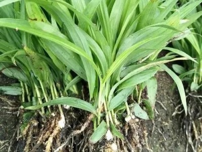 白芨苗 种苗批发厂家 优质 大量供应图3