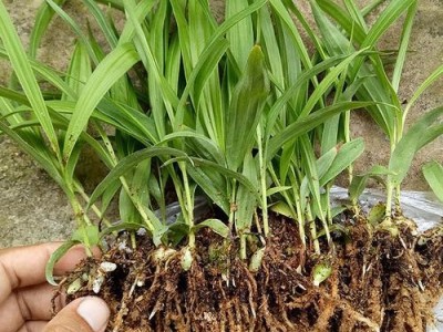 白芨苗 种苗批发厂家 优质 大量供应图5