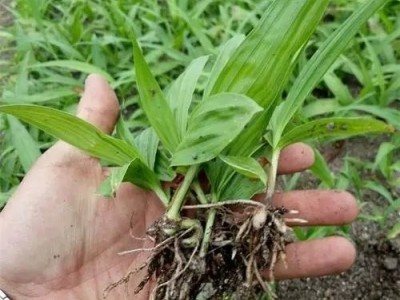 白芨苗 种苗批发厂家 优质 大量供应图4