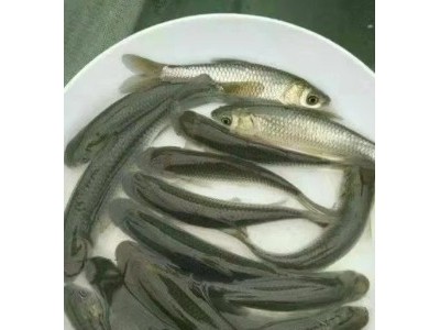 渔场直供草鱼 优质抗病好养 物美价廉 管送包活图2
