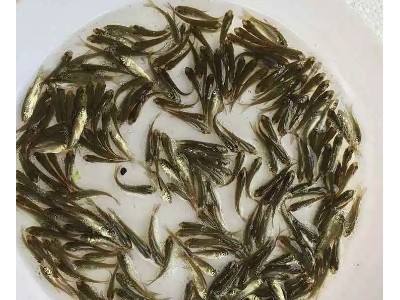 生态水产鱼苗 质量保证 淡水鱼类 管送包活 无病虫害图3