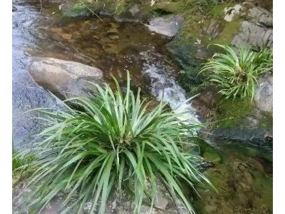 生态水产鱼苗 质量保证 淡水鱼类 管送包活 无病虫害图4