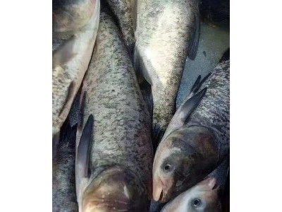 生态水产鱼苗 质量保证 淡水鱼类 管送包活 无病虫害图2
