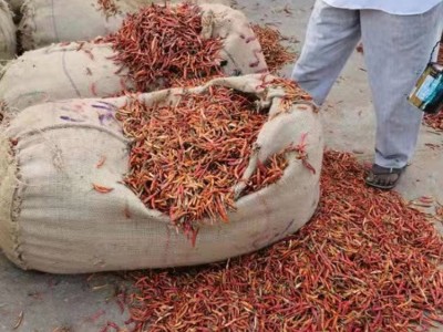 味之源常年供应薄皮干辣椒 农副产品批 发欢迎来电图4