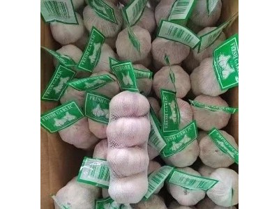 丰德利新鲜有机大蒜 颗粒饱满 水分充足 可大量采购图4