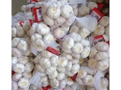 丰德利新鲜有机大蒜 颗粒饱满 水分充足 可大量采购图2