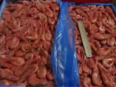 俄罗斯北极虾，马加丹北极甜虾图5