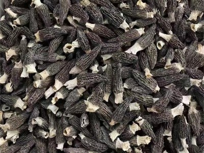 羊肚菌干货特产批发5-8头小个羊肚菌菇炖煲汤 云南野生羊肚菌批发图3