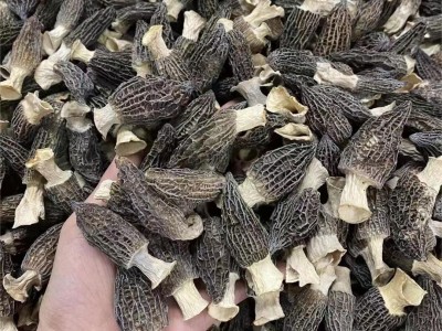 羊肚菌干货特产批发4-6头小个羊肚菌菇炖煲汤 云南野生羊肚菌批发图3