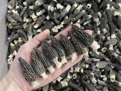 羊肚菌干货特产批发4-6头小个羊肚菌菇炖煲汤 云南野生羊肚菌批发图2